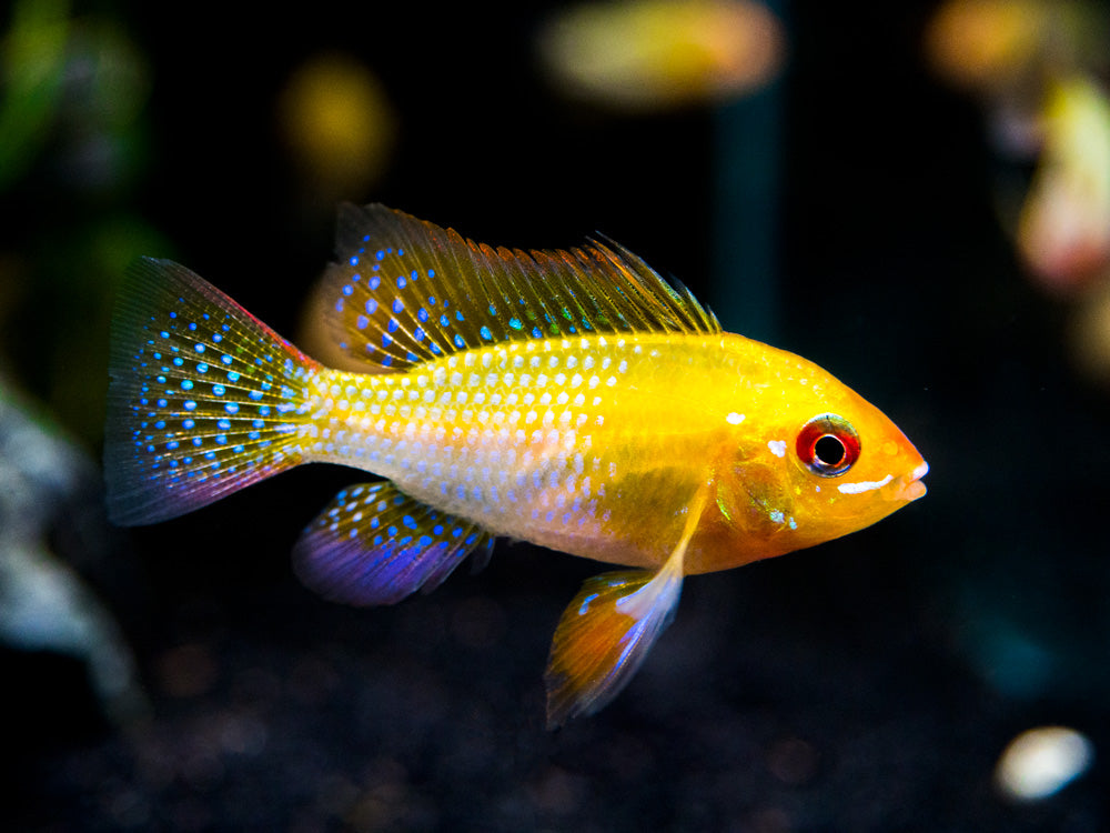 German Gold Ram Dwarf Cichlid (Mikrogeophagus ramirezi var. "Gold") - Tank-Bred!