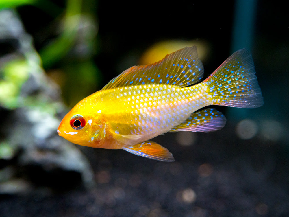 German Gold Ram Dwarf Cichlid (Mikrogeophagus ramirezi var. "Gold") - Tank-Bred!