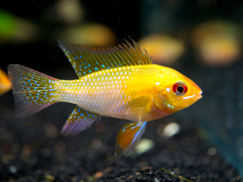 Dwarf Ram Cichlids – Aquatic Arts