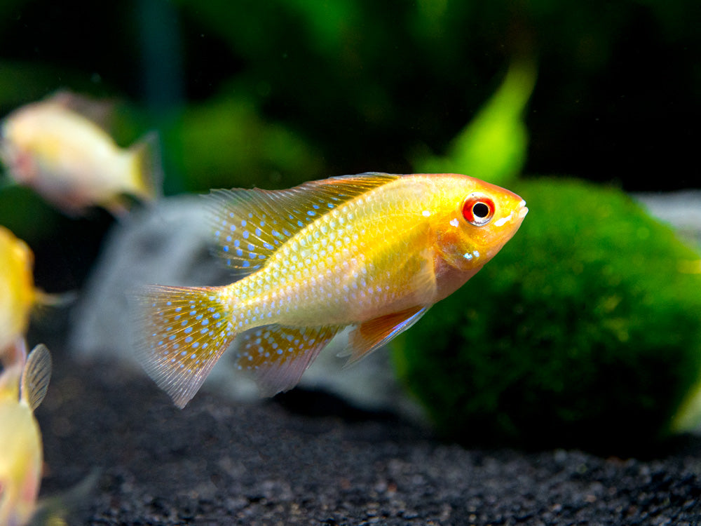 German Gold Ram Dwarf Cichlid (Mikrogeophagus ramirezi var. "Gold") - Tank-Bred!