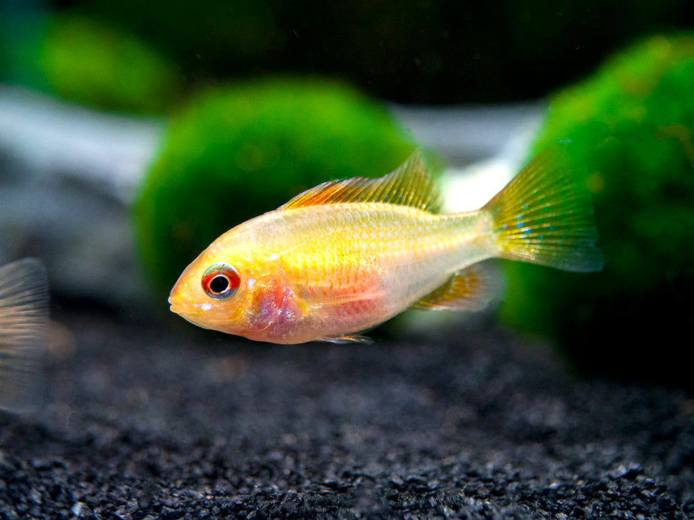 German Gold Ram Dwarf Cichlid (Mikrogeophagus ramirezi var. "Gold") - Tank-Bred!