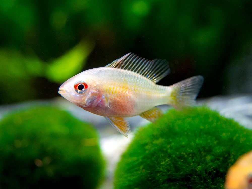 German Gold Ram Dwarf Cichlid (Mikrogeophagus ramirezi var. "Gold") - Tank-Bred!