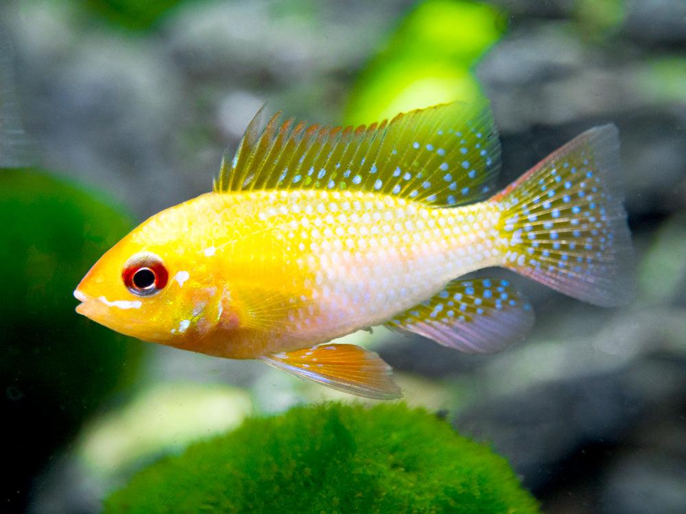 German Gold Ram Dwarf Cichlid (Mikrogeophagus ramirezi var. "Gold") - Tank-Bred!