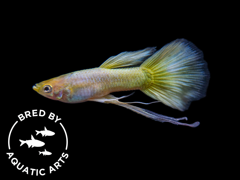 24K Gold Ribbon Guppy for sale