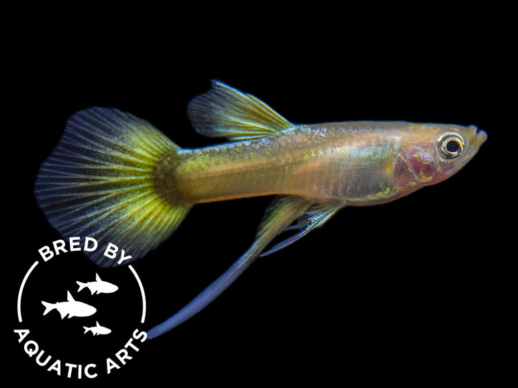 24K Gold Ribbon Guppy for sale