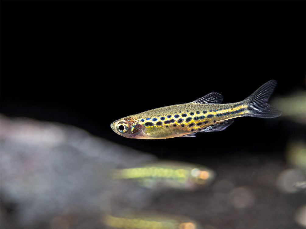Gold Ring Danio (Brachydanio tinwini)