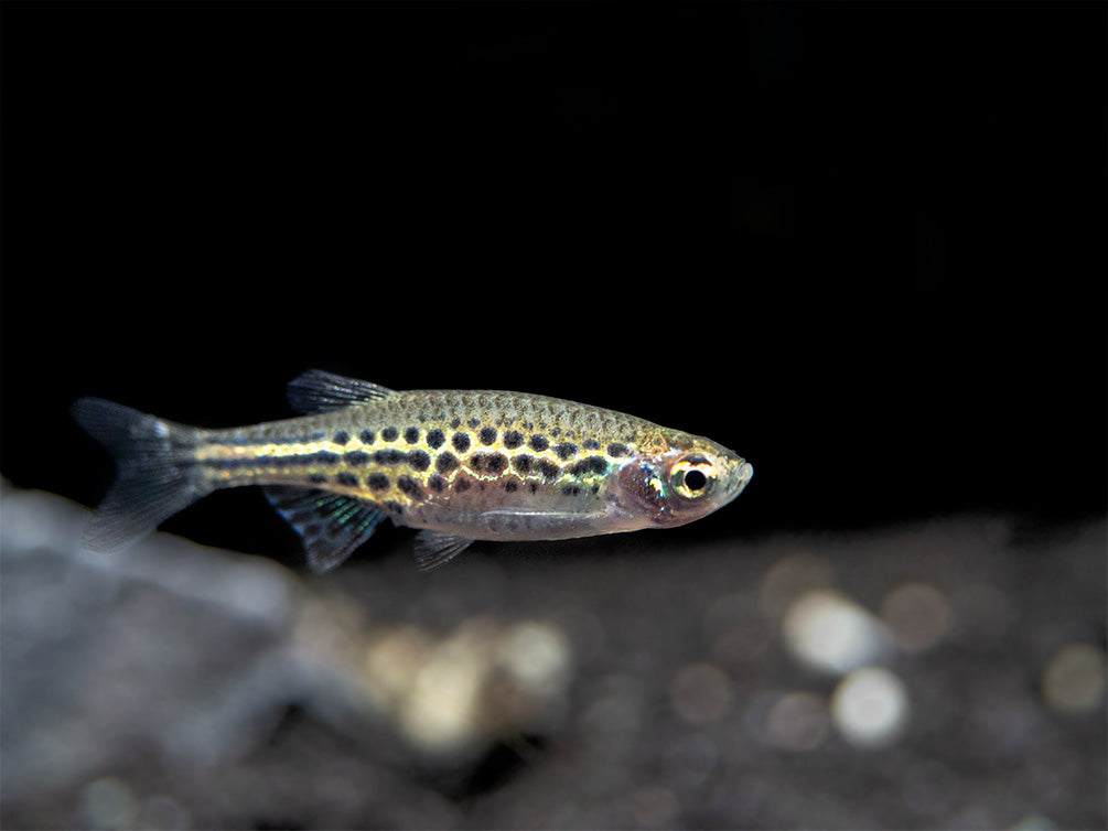 Gold Ring Danio (Brachydanio tinwini)