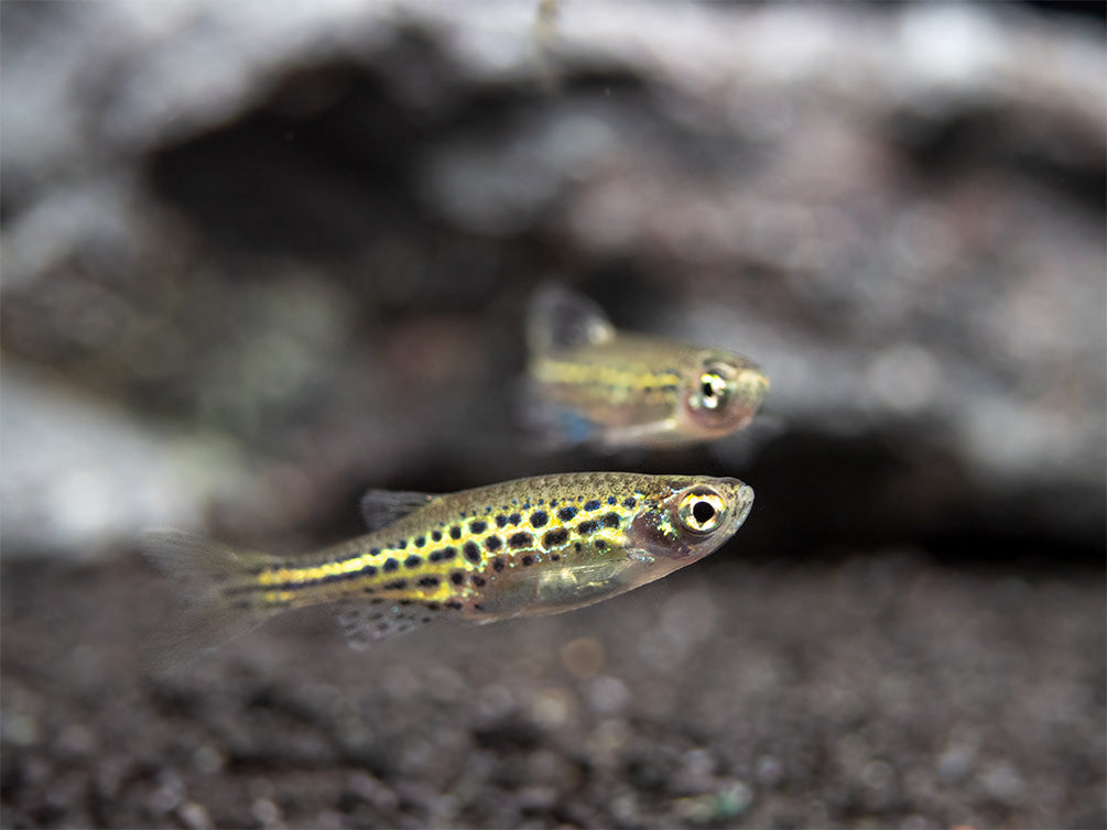 Gold Ring Danio (Brachydanio tinwini)