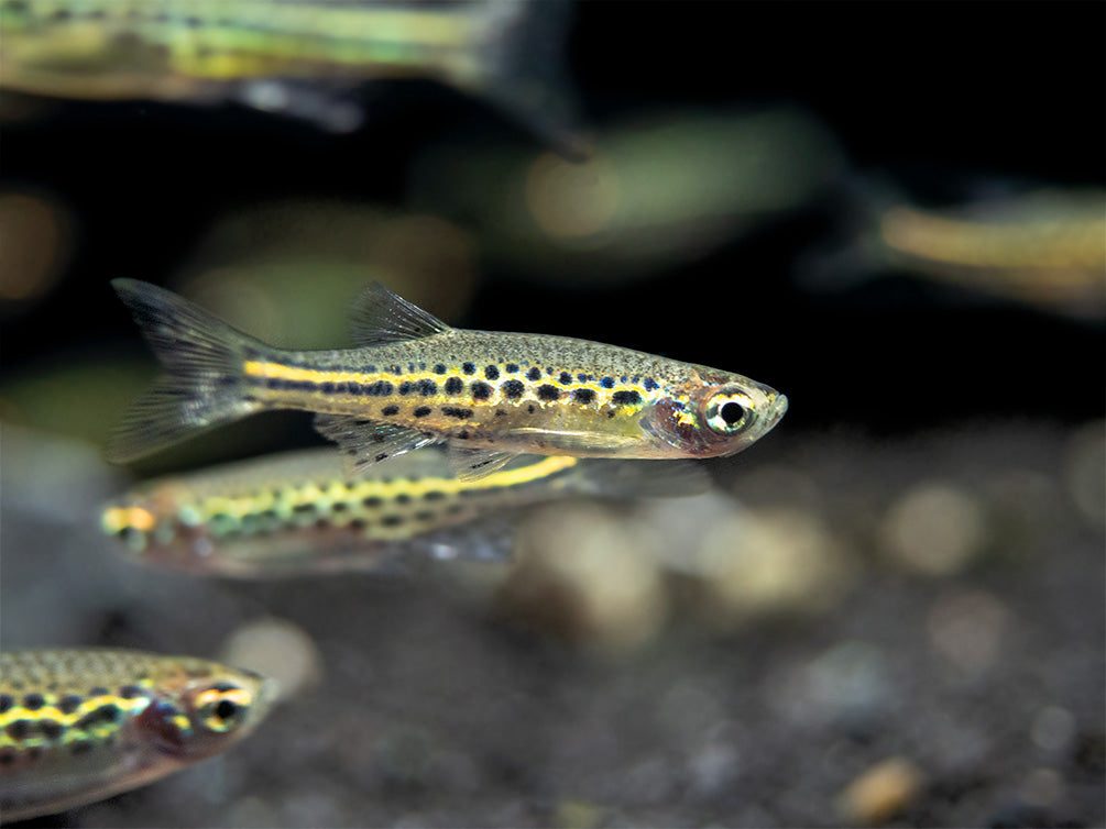 Gold Ring Danio (Brachydanio tinwini)
