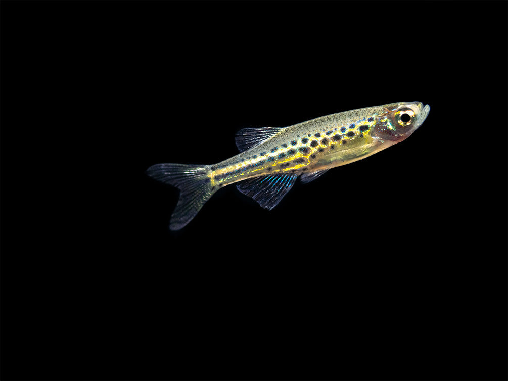 Gold Ring Danio (Brachydanio tinwini)