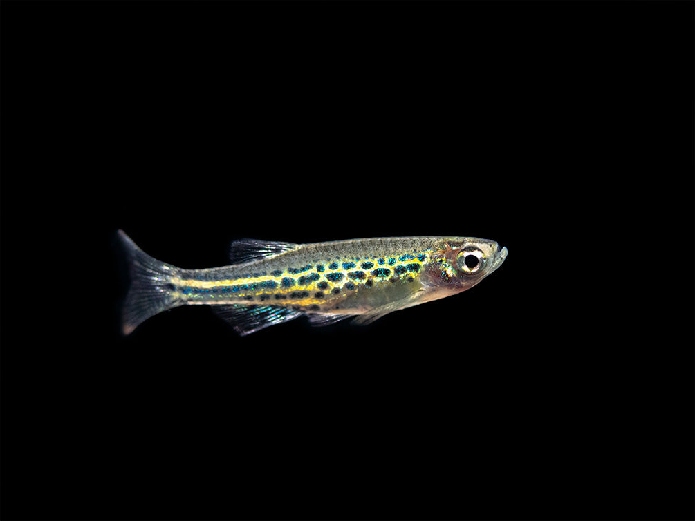 Gold Ring Danio (Brachydanio tinwini)