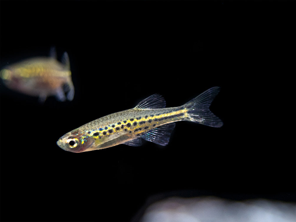 Gold Ring Danio (Brachydanio tinwini)