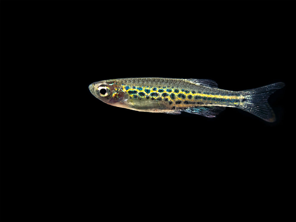 Gold Ring Danio (Brachydanio tinwini)