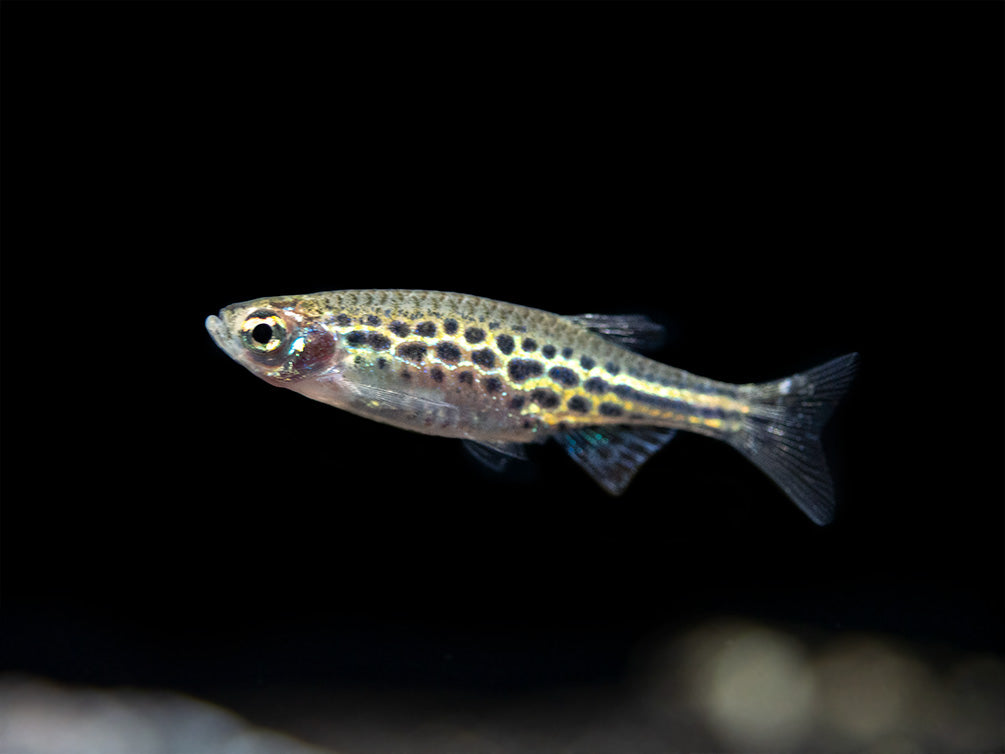Gold Ring Danio (Brachydanio tinwini)