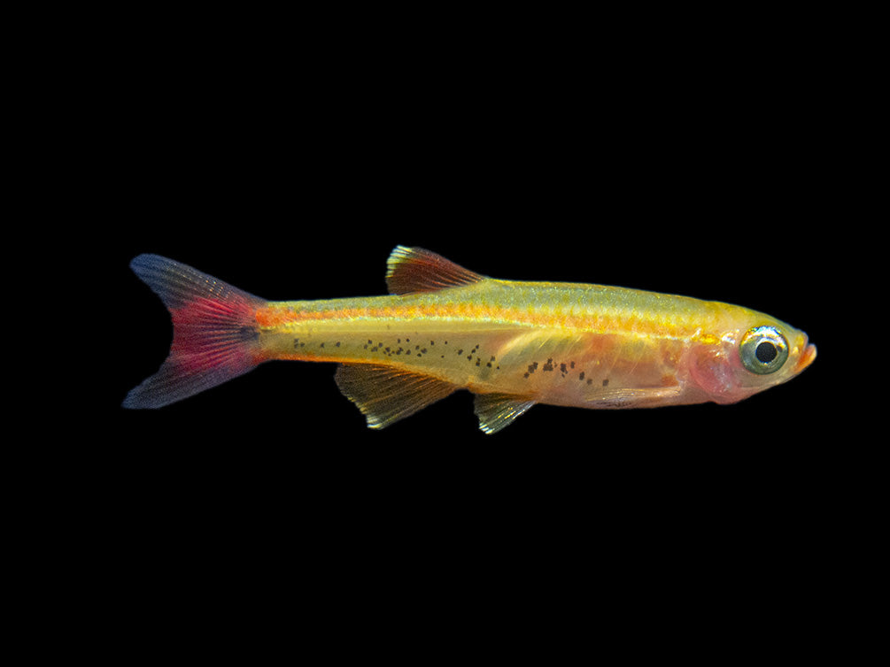 Aquatic Arts Gold White Cloud Mountain Minnow fish for sale