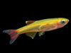 Gold White Cloud Mountain Minnow (Tanichthys albonubes 
