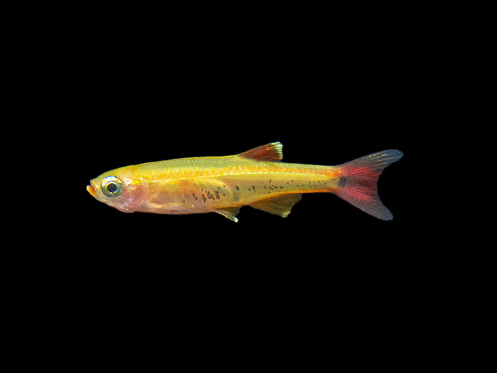 Aquatic Arts Gold White Cloud Mountain Minnow fish for sale