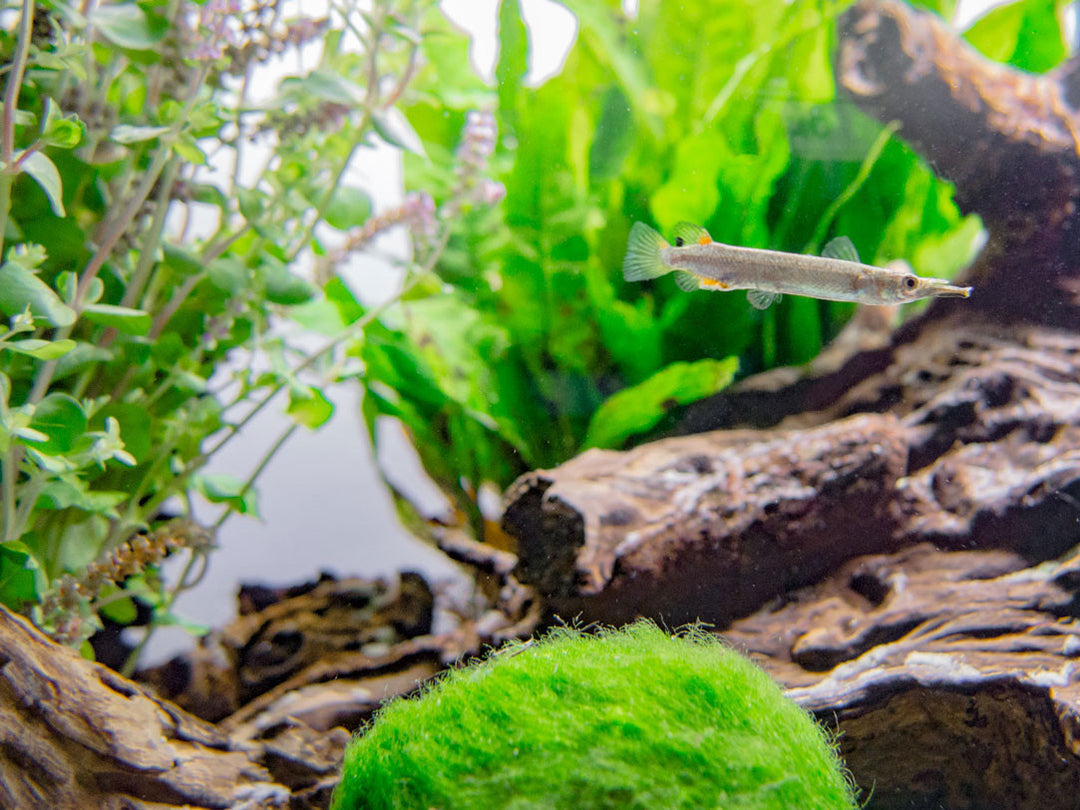 Gold Wrestling Halfbeak (Dermogenys pusilla) - Tank-Bred!