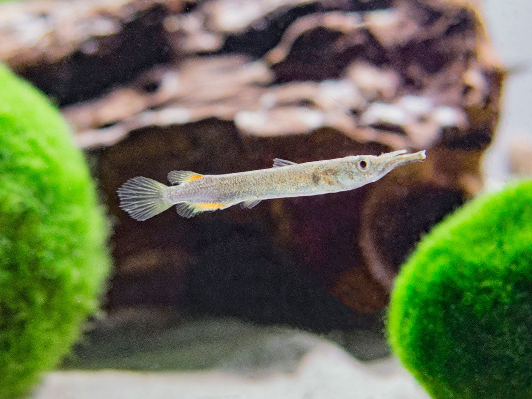 Gold Wrestling Halfbeak (Dermogenys pusilla) - Tank-Bred!