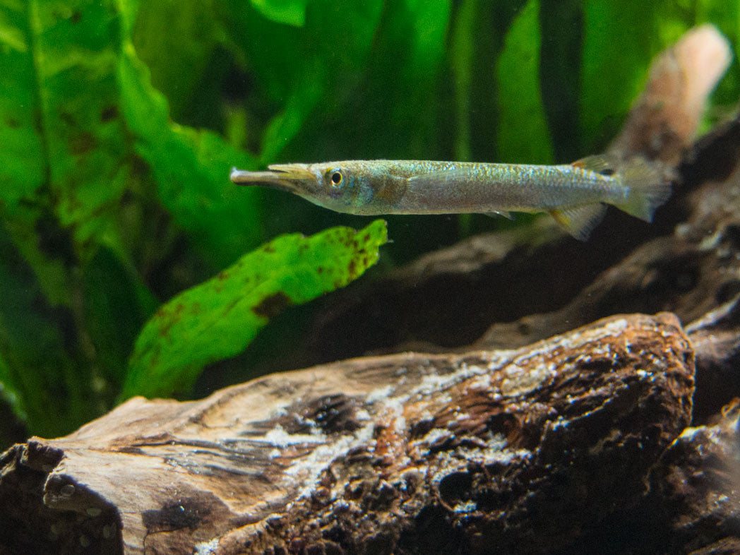 Gold Wrestling Halfbeak (Dermogenys pusilla) - Tank-Bred!