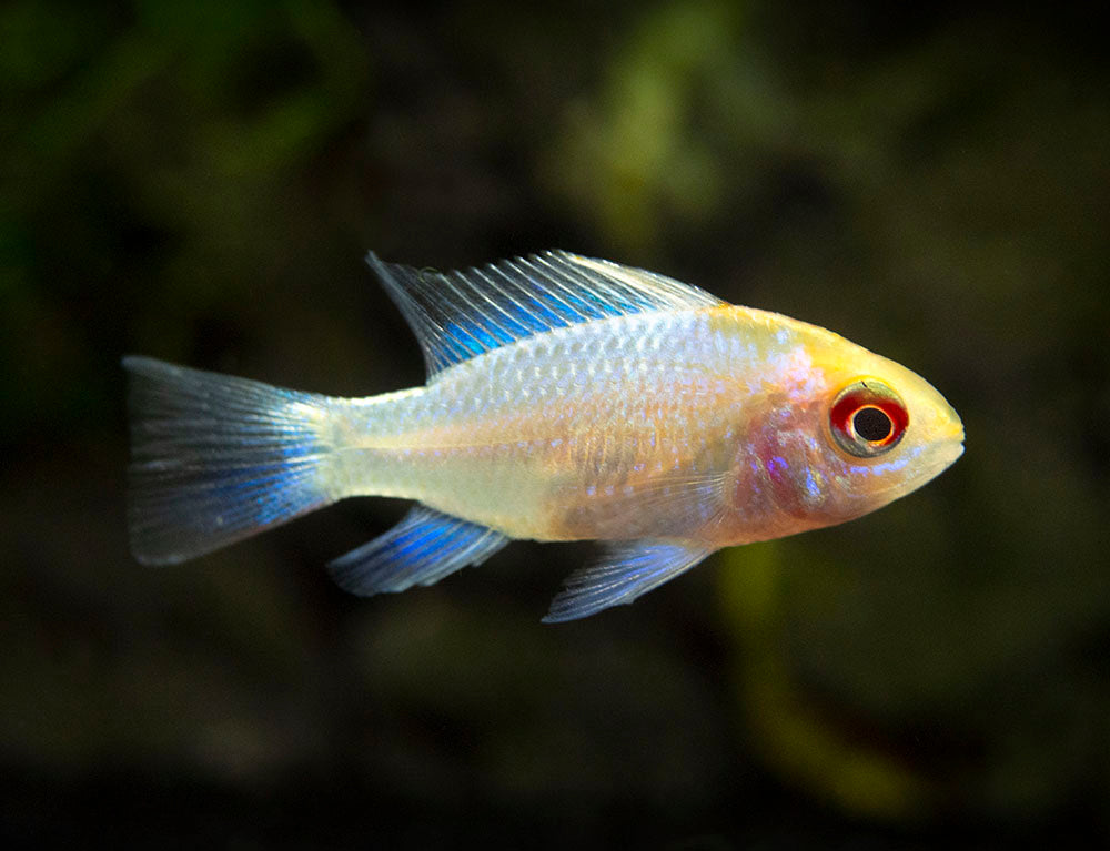 Gold Face Electric Blue Ram Cichlid (Mikrogeophagus ramirezi "Gold Face Electric Blue") -  Tank-Bred!