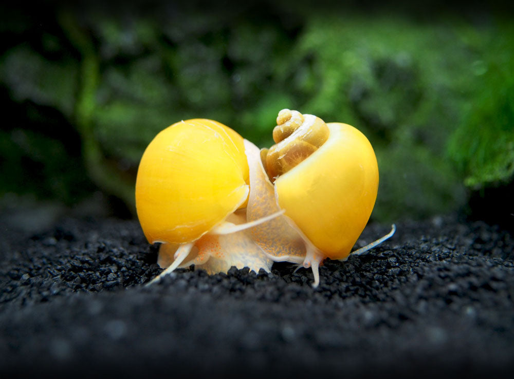 DELUXE Multi-Color Mystery Snail COMBO PACK (Pomacea bridgesii) - Tank-Bred!