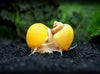 DELUXE Multi-Color Mystery Snail COMBO PACK (Pomacea bridgesii) - Tank-Bred!