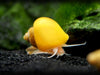 DELUXE Multi-Color Mystery Snail COMBO PACK (Pomacea bridgesii) - Tank-Bred!