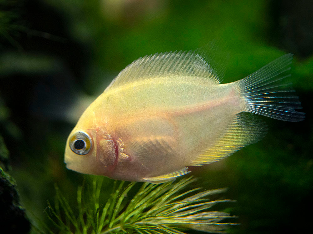 Gold Severum AKA Gold Banded Cichlid (Heros cf. efasciatus FKA H. severus), Tank-Bred