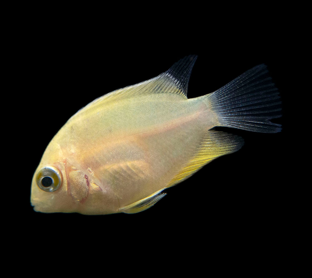 Gold Severum AKA Gold Banded Cichlid (Heros cf. efasciatus FKA H. severus), Tank-Bred