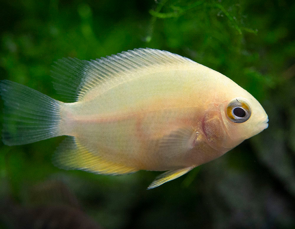 Gold Severum AKA Gold Banded Cichlid (Heros cf. efasciatus FKA H. severus), Tank-Bred