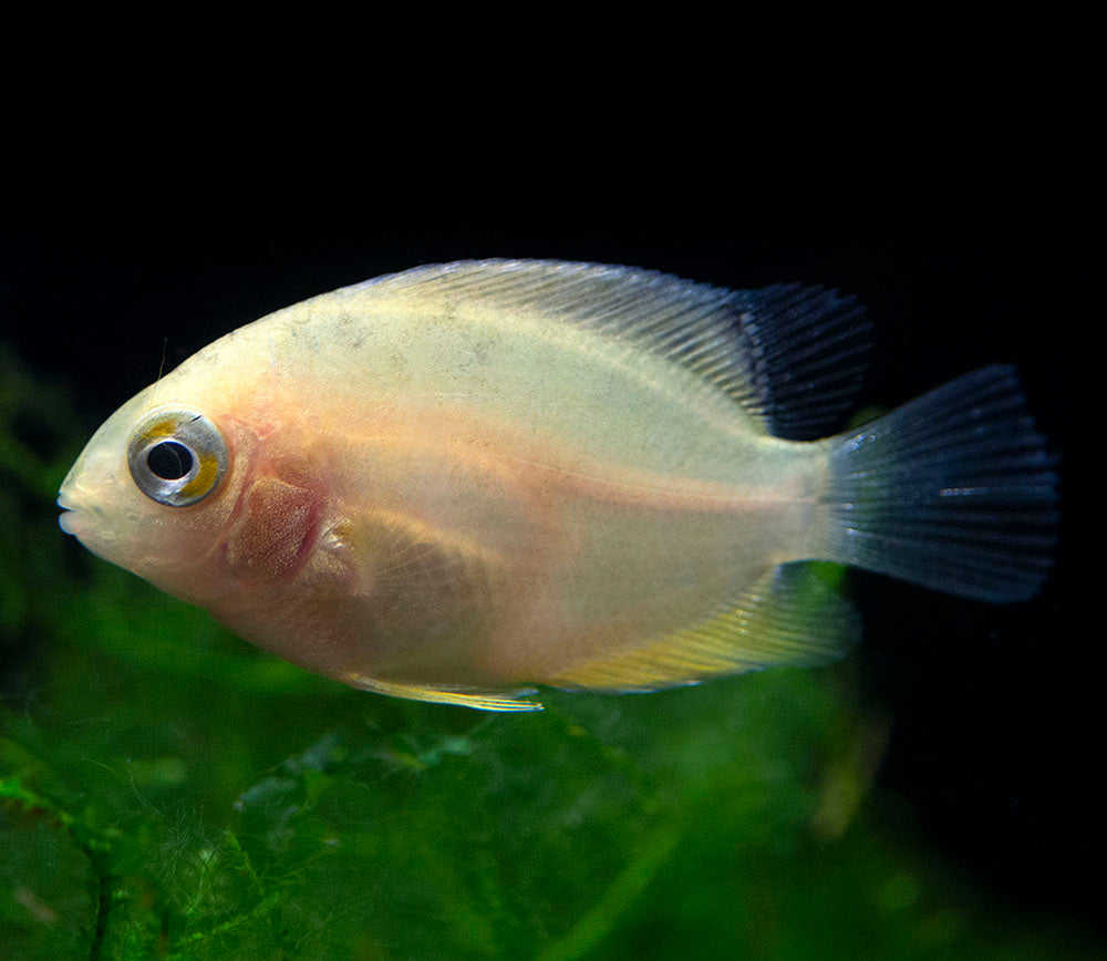 Gold Severum AKA Gold Banded Cichlid (Heros cf. efasciatus FKA H. severus), Tank-Bred