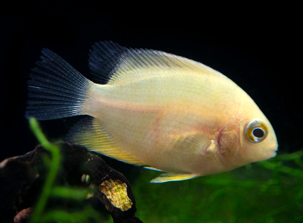 Gold Severum AKA Gold Banded Cichlid (Heros cf. efasciatus FKA H. severus), Tank-Bred