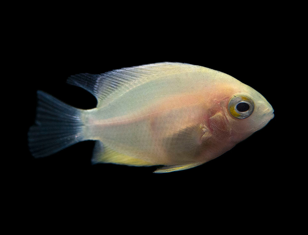 Gold Severum AKA Gold Banded Cichlid (Heros cf. efasciatus FKA H. severus), Tank-Bred