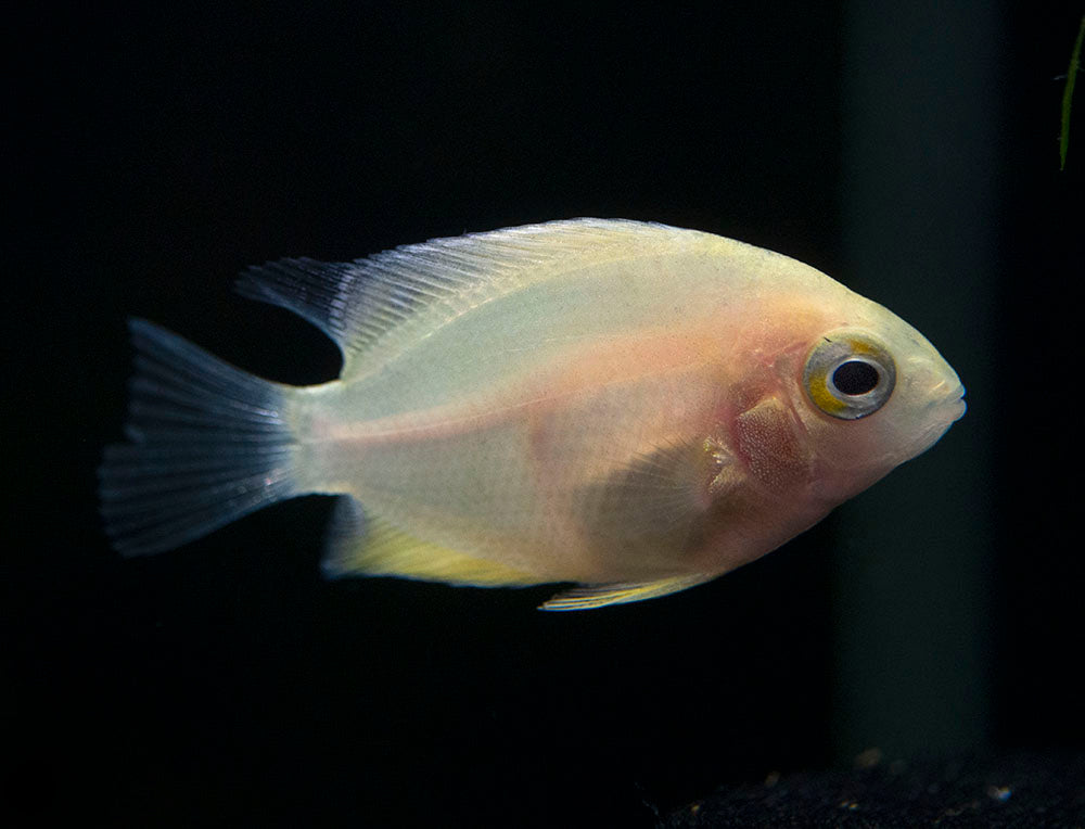 Gold Severum AKA Gold Banded Cichlid (Heros cf. efasciatus FKA H. severus), Tank-Bred