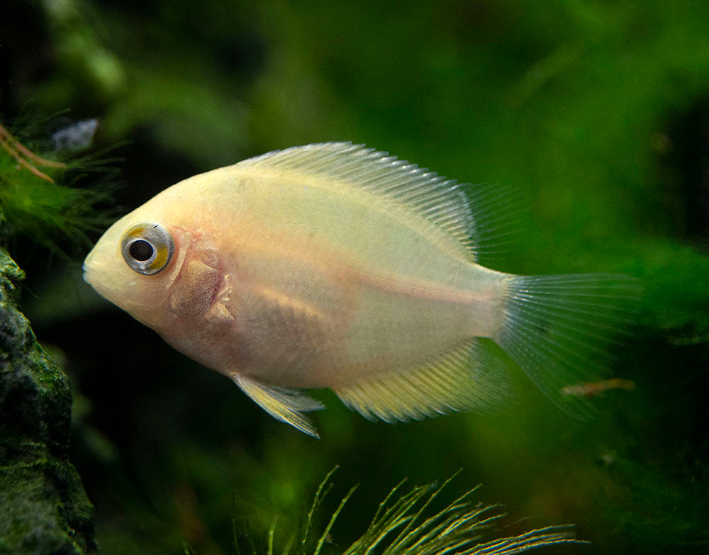 Gold Severum AKA Gold Banded Cichlid (Heros cf. efasciatus FKA H. severus), Tank-Bred