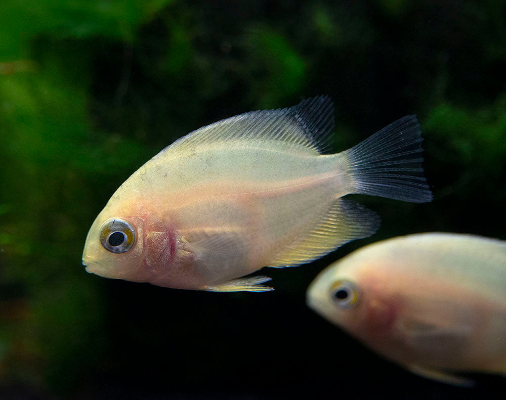 Gold Severum AKA Gold Banded Cichlid (Heros cf. efasciatus FKA H. severus), Tank-Bred