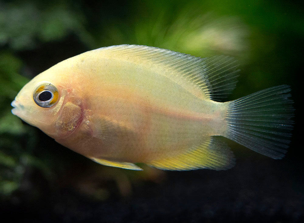 Gold Severum AKA Gold Banded Cichlid (Heros cf. efasciatus FKA H. severus), Tank-Bred