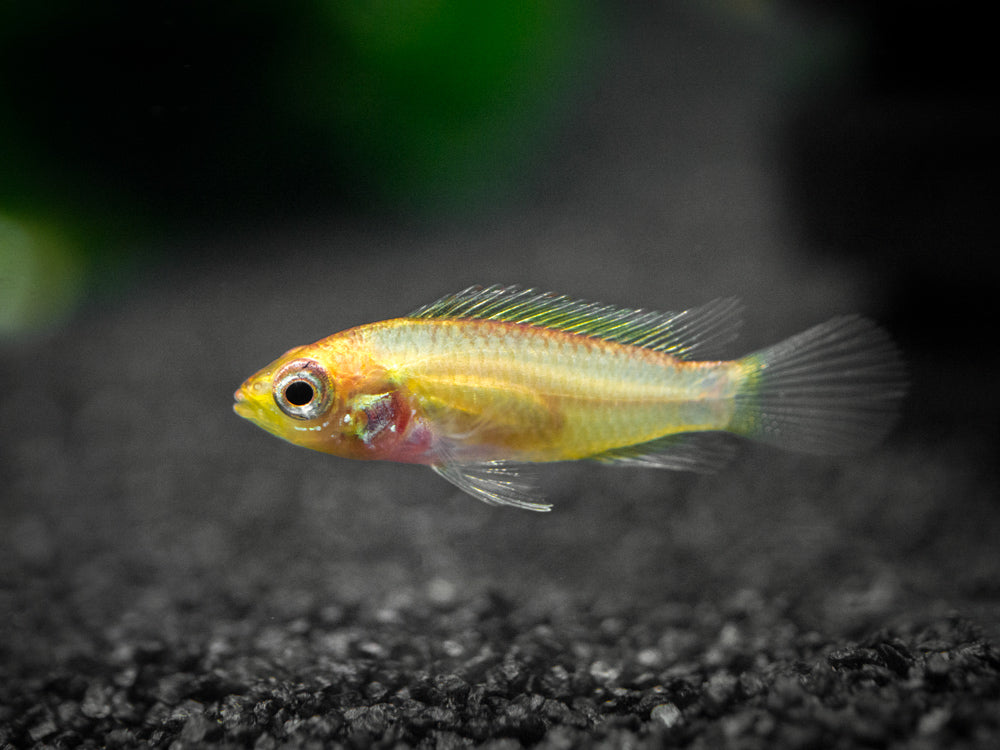 Golden Agassizi's Dwarf Cichlid (Apistogramma cf. agassizii "Golden") - TANK-BRED!!!