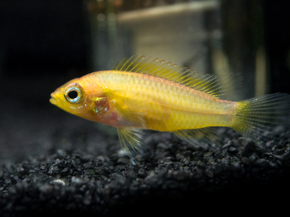 Golden Agassizi's Dwarf Cichlid (Apistogramma cf. agassizii "Golden") - TANK-BRED!!!