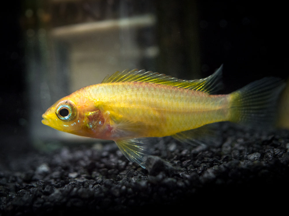 Golden Agassizi's Dwarf Cichlid (Apistogramma cf. agassizii "Golden") - TANK-BRED!!!