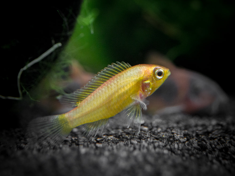 Golden Agassizi's Dwarf Cichlid (Apistogramma cf. agassizii "Golden") - TANK-BRED!!!