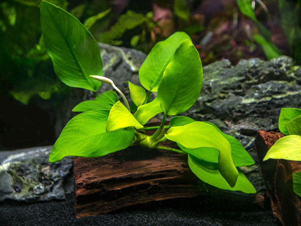 Anubias sp. – Aquatic Arts
