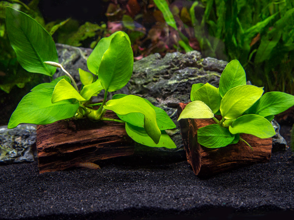 Golden Anubias Nana (Anubias barteri var. “Golden Nana”) on 3+ inch Driftwood