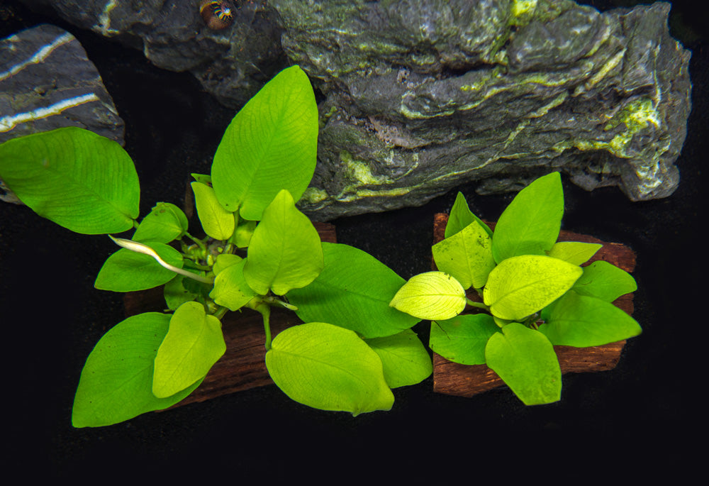 Golden Anubias Nana (Anubias barteri var. “Golden Nana”) on 3+ inch Driftwood