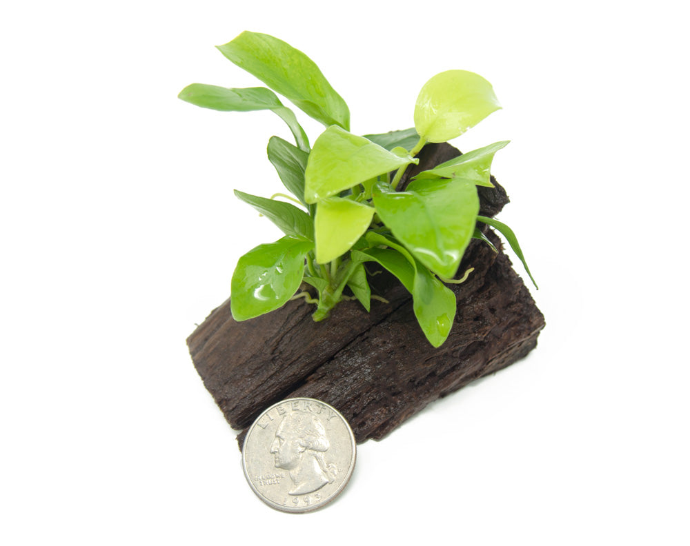 Golden Anubias Nana (Anubias barteri var. “Golden Nana”) on 3+ inch Driftwood