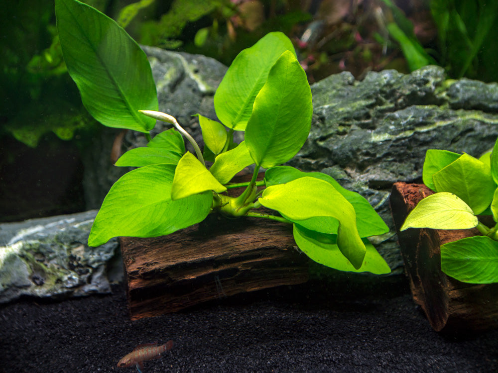 Golden Anubias Nana (Anubias barteri var. “Golden Nana”) on 3+ inch Driftwood