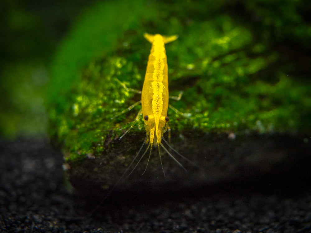 Golden Back Yellow Shrimp Breeder Combo Box