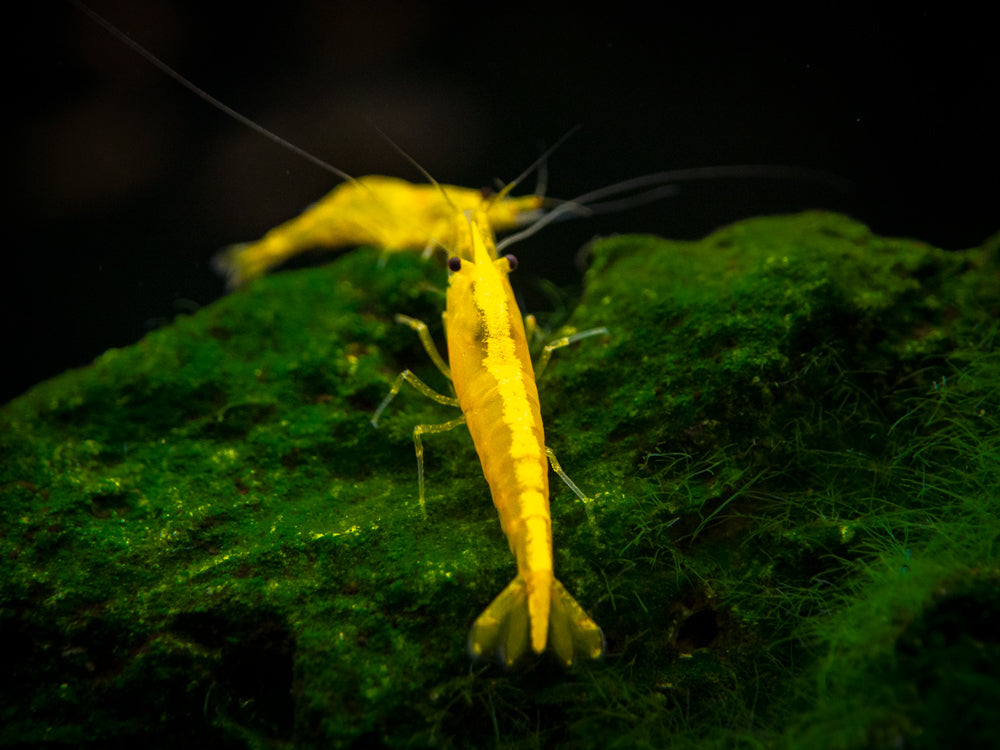 Golden Back Yellow Shrimp Breeder Combo Box