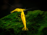 Golden Back Yellow Shrimp Breeder Combo Box